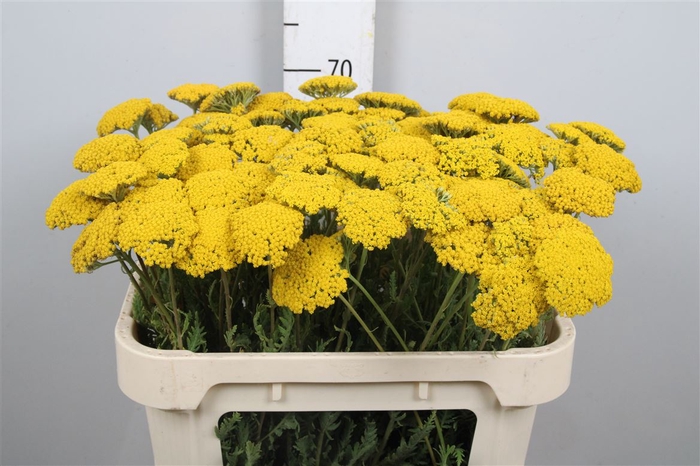 <h4>Achil F Parker Variety</h4>
