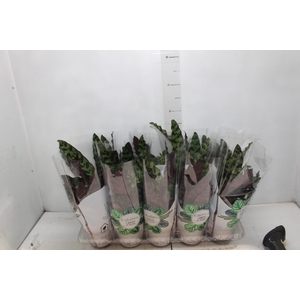 CALATHEA INSIGNIS P12