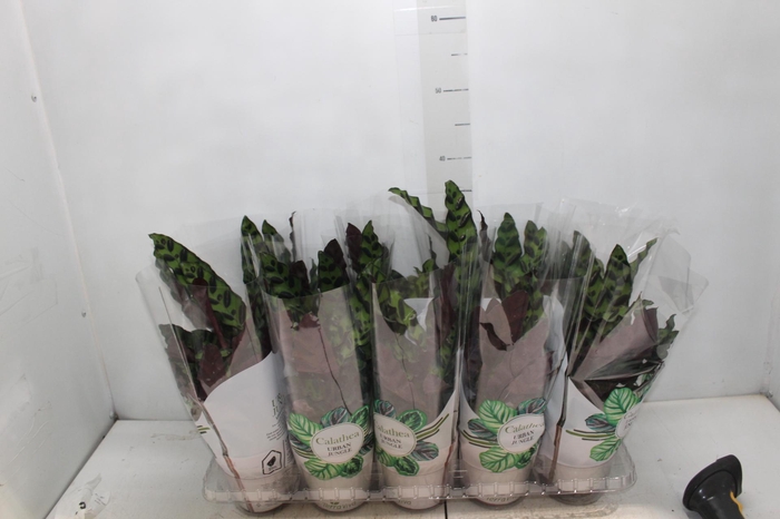 <h4>CALATHEA INSIGNIS P12</h4>