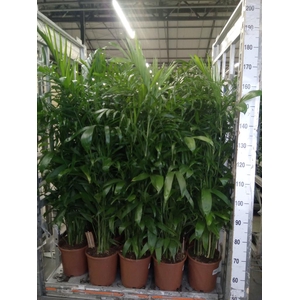 Chamaedorea seifrizii