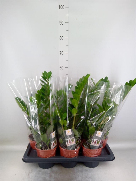 <h4>Zamioculcas zamiifolia</h4>