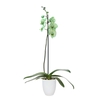 Hugo White Phal I Am Green 1T9+