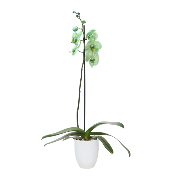 <h4>Hugo White Phal I Am Green 1T9+</h4>