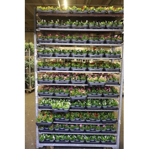 arr8 Bego Se Mixk 1 Kleur Per Tray