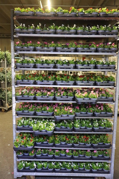 <h4>arr8 Bego Se Mixk 1 Kleur Per Tray</h4>