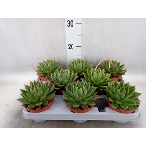 Echeveria agavoides