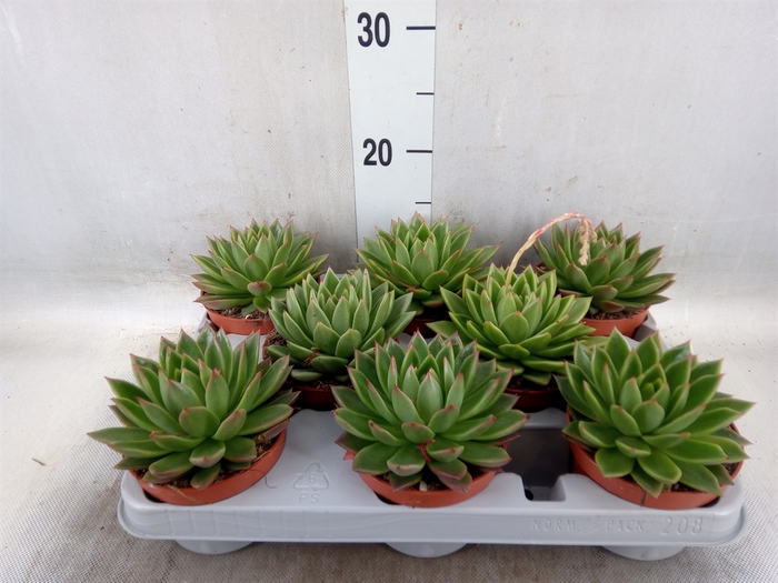 <h4>Echeveria agavoides</h4>