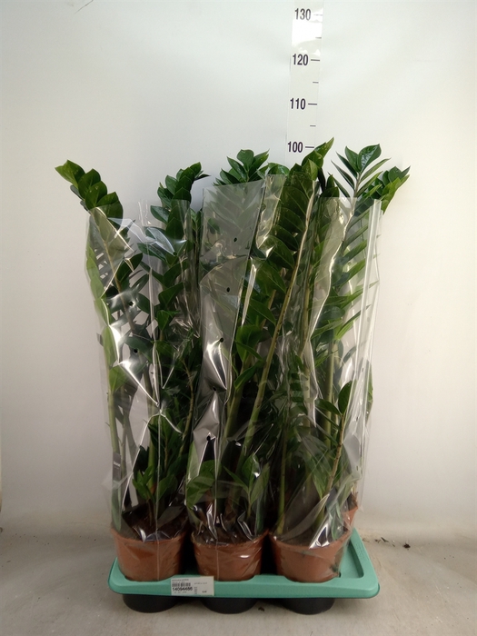 <h4>Zamioculcas zamiifolia</h4>