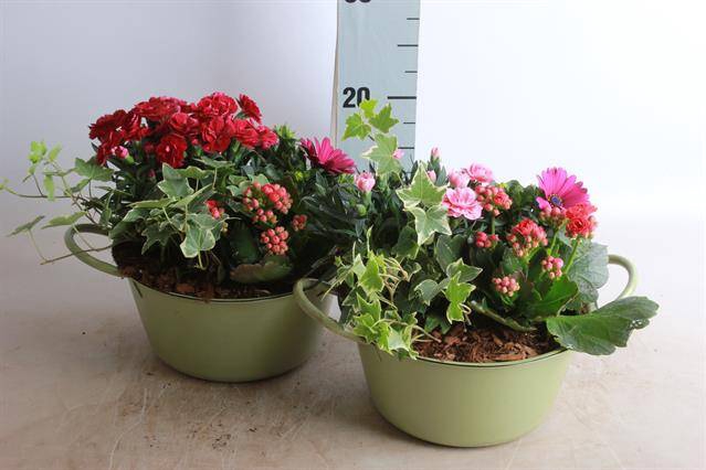 <h4>ARR TUINPLANTEN</h4>