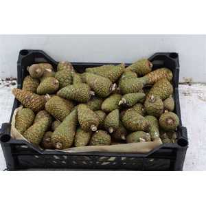 Pinea Mini Naturel X75 Crate