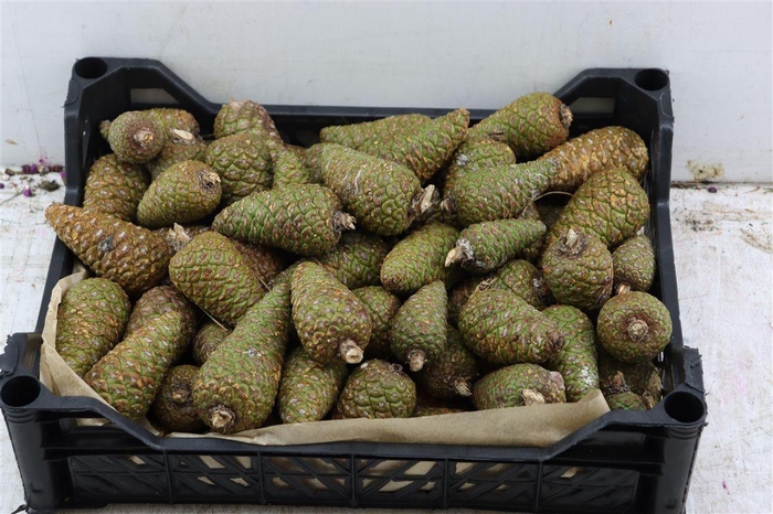 Pinea Mini Naturel X75 Crate