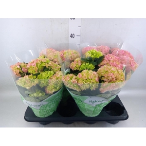 Hydrangea mac. 'Hi River'