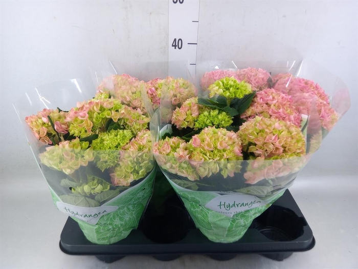 <h4>Hydrangea mac. 'Hi River'</h4>