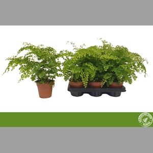 ADIAN RAD FRAGRANS