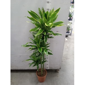 Dracaena frag. 'Golden Coast'