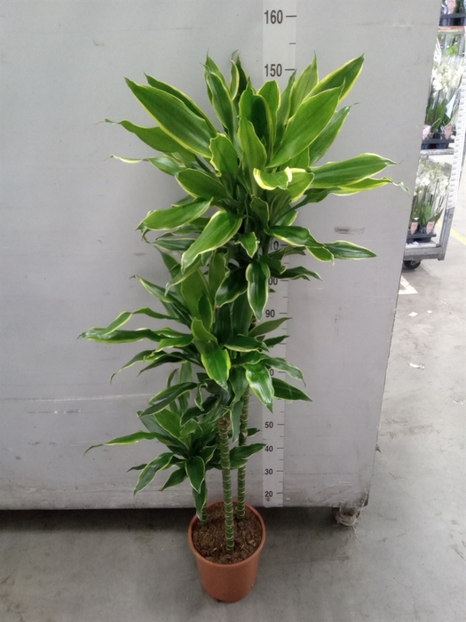 <h4>Dracaena frag. 'Golden Coast'</h4>