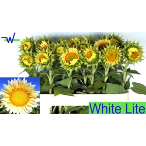 HELIANTHUS 'WHITE LITE'