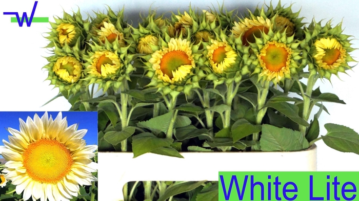<h4>HELIANTHUS 'WHITE LITE'</h4>
