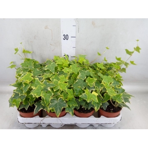 Hedera helix 'Goldchild'