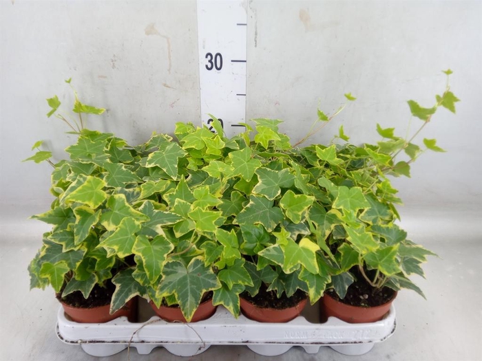 <h4>Hedera helix 'Goldchild'</h4>