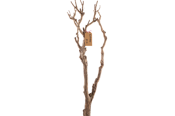 <h4>Syringa Branch Extra Eschard</h4>