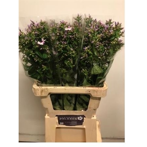 Phlox P Isabella