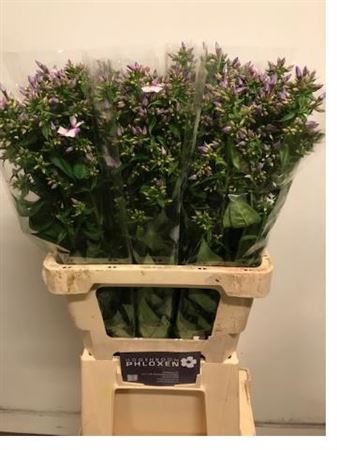 <h4>Phlox P Isabella</h4>