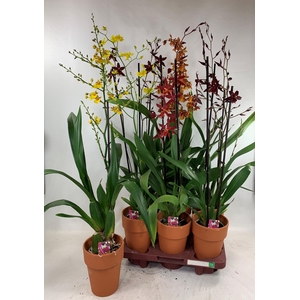 ORCHIDEEEN GEM