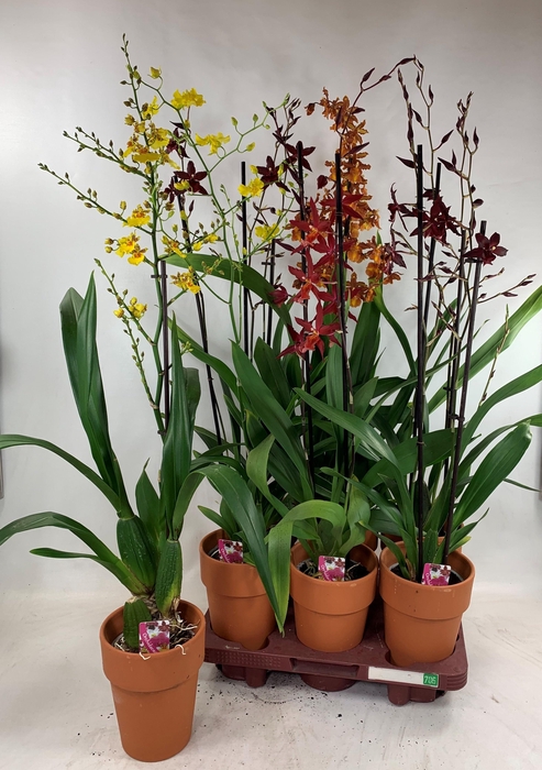 <h4>ORCHIDEEEN GEM</h4>