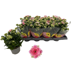 KAL GE ROS FL HARLOW