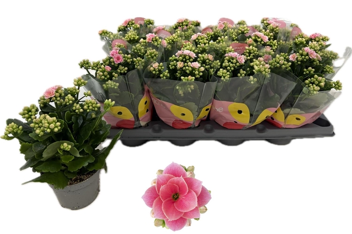 <h4>KAL GE ROS FL HARLOW</h4>