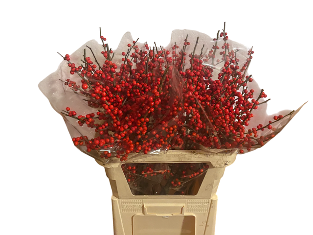 <h4>ILEX VE RODE BES</h4>