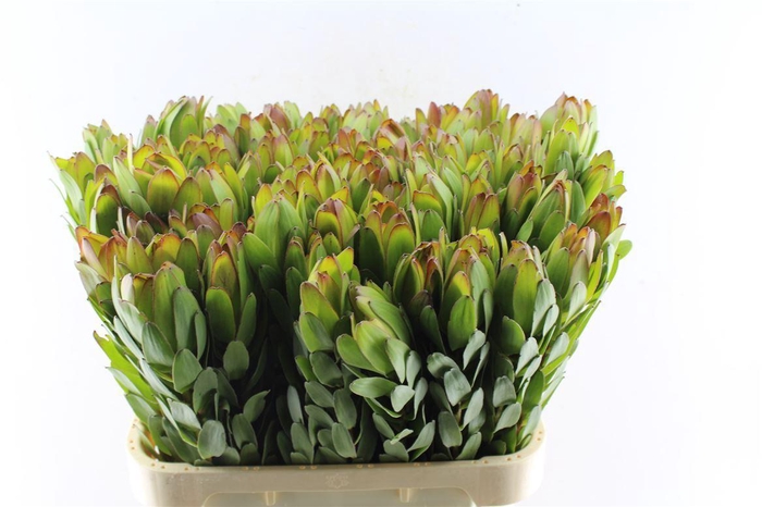 <h4>Leucad Saf Goldstrik</h4>