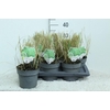 Calamagrostis acutiflora 'Overdam'