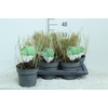 Calamagrostis acutiflora 'Overdam'
