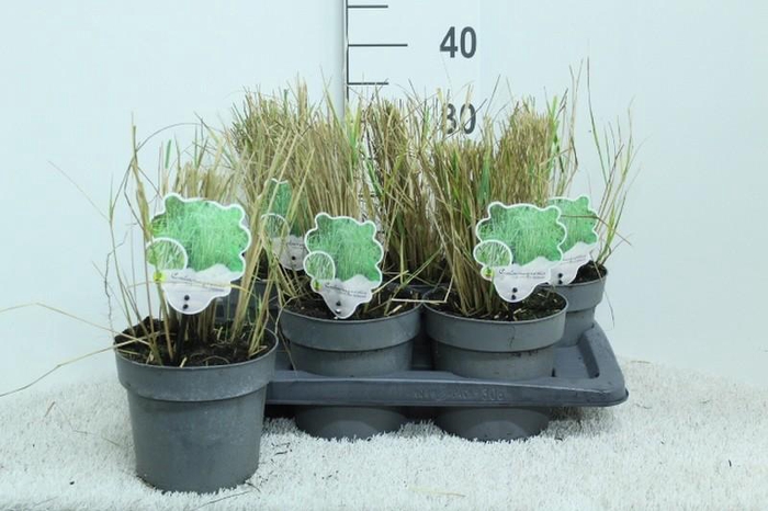 Calamagrostis acutiflora 'Overdam'