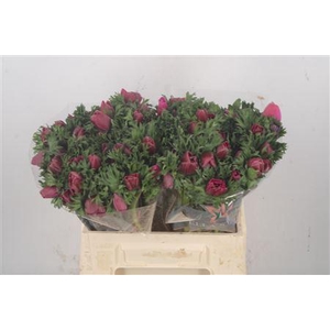 Anemone Galil Purper