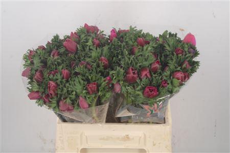 <h4>Anemone Galil Purper</h4>