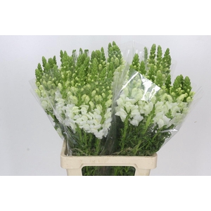Antirrhinum Potomac Early White