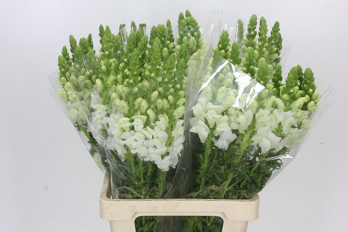 Antirrhinum Potomac Early White