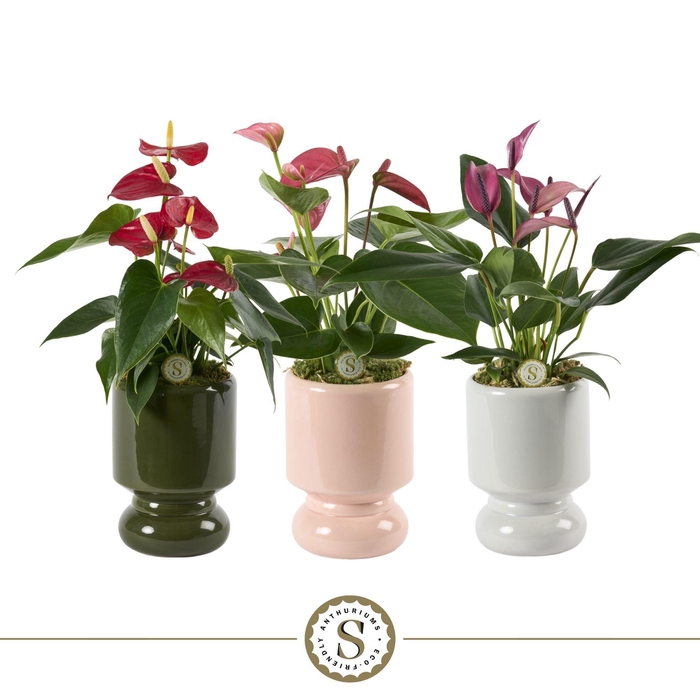 <h4>Pisa Keramiek 9cm - Mix</h4>