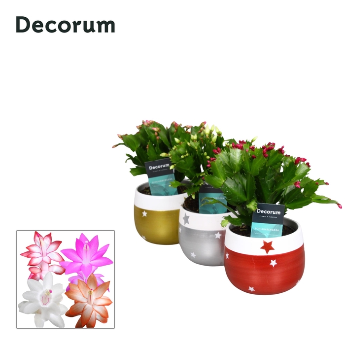 <h4>Schlumbergera 10,5 cm - Christmas star - Mix - Decorum</h4>