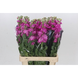 MATTH IRON DEEP PINK