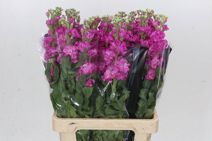 <h4>MATTH IRON DEEP PINK</h4>