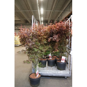 Acer Pa Skeet Broom