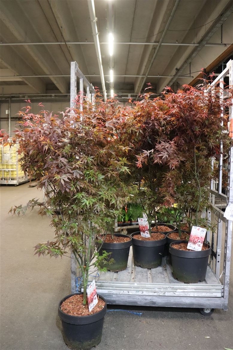 Acer Pa Skeet Broom