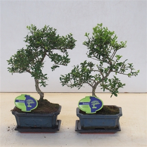 ilex crenata, 15 cm shape small leaf, with drip tray