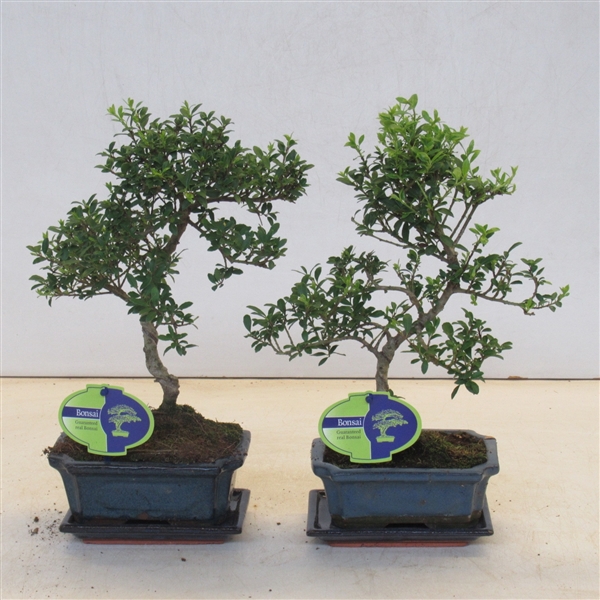 <h4>ilex crenata, 15 cm shape small leaf, with drip tray</h4>