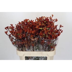 Kangaroo Paw Early Spring Indoor