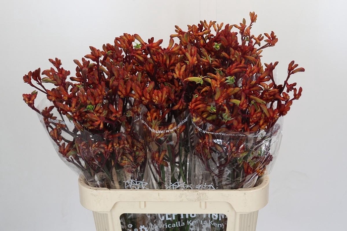 <h4>Anigozanthos Early Spring Indoor</h4>